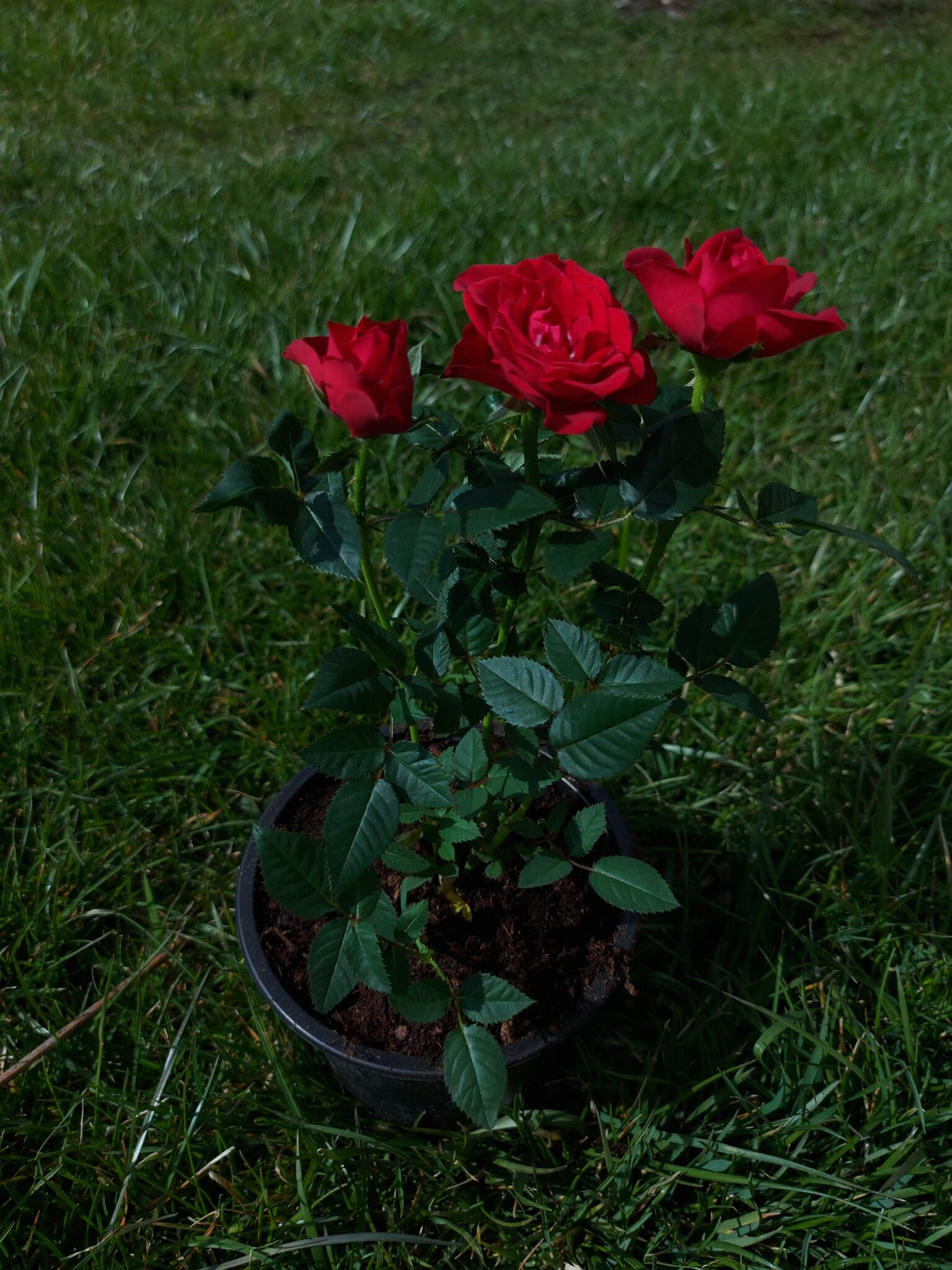 Сербская роза фото