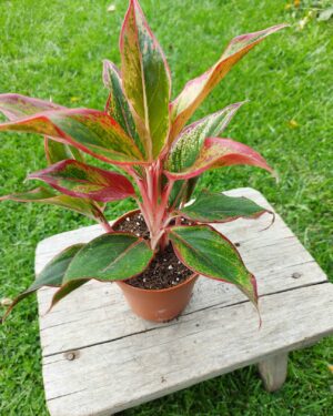 (дървото на живота)  Crassula ovata