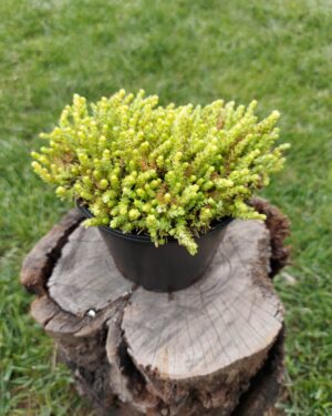 (дървото на живота)  Crassula ovata