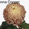 Vienna Copper