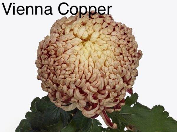 Vienna Copper