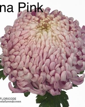 Vienna Pink
