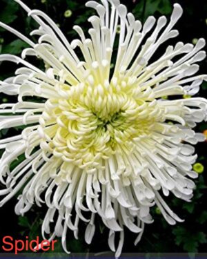 White Spider
