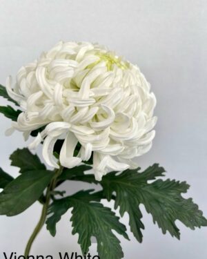 Vienna White