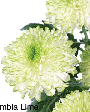 Zembla Lime