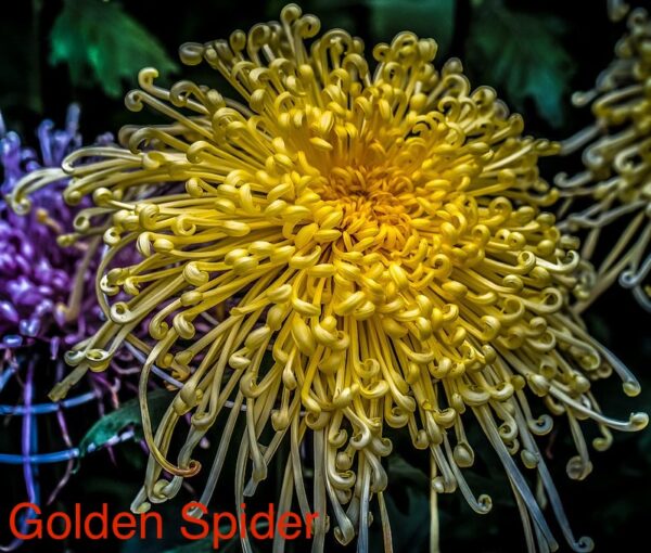 Golden Spider