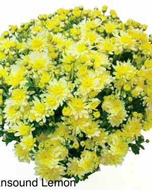 Bran Lemon