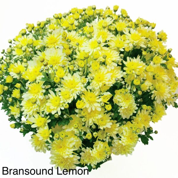 IMG_7010 Bran Lemon