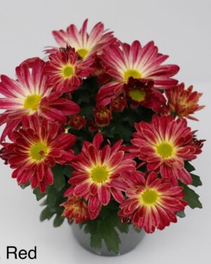 Suva Red