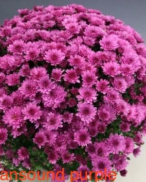 Bran Purple