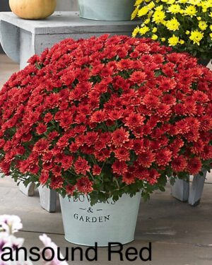 Bran Red