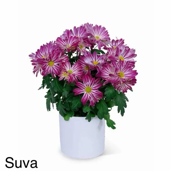 Suva