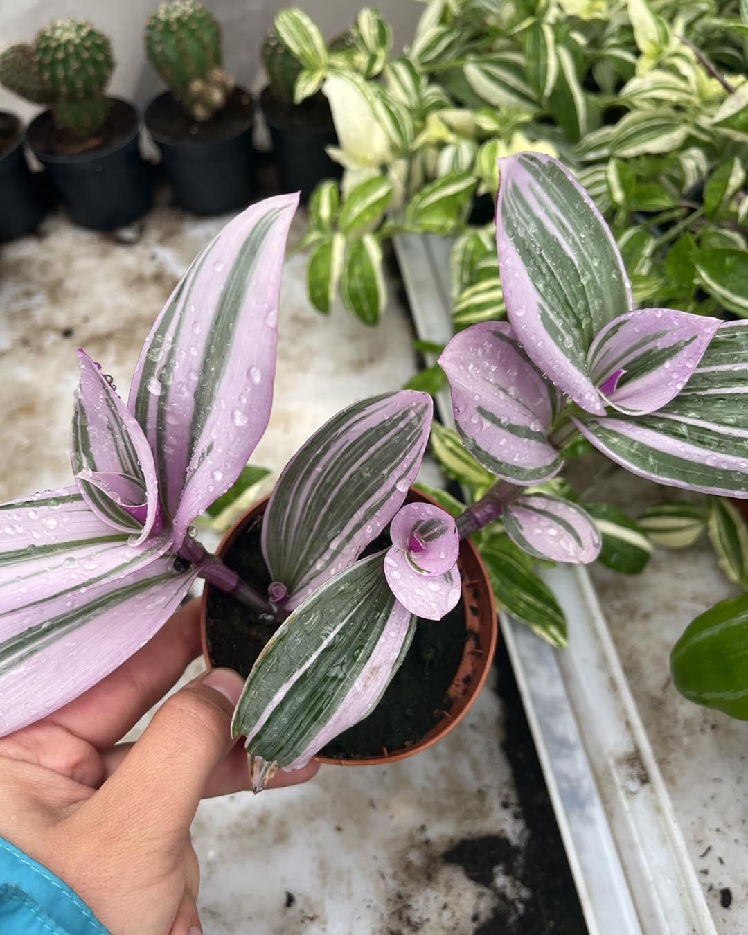 484587716_1074338588071749_7791709763667497545_n