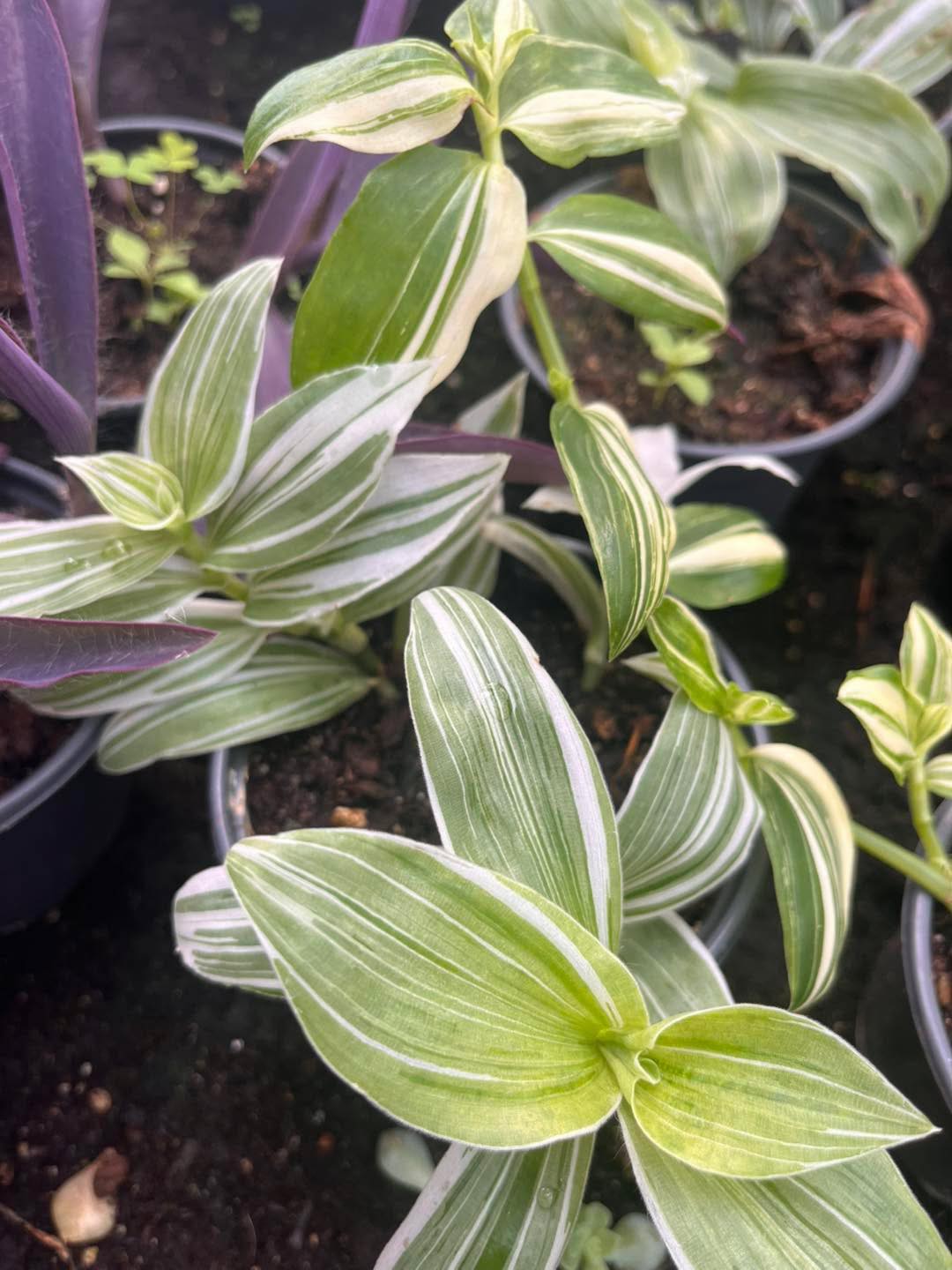 559982033_1243073534531586_691060914788616972_n