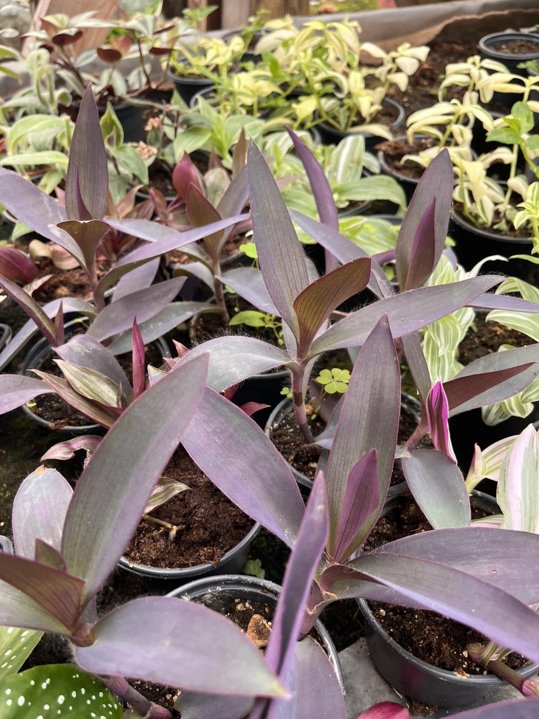 561350933_1243073551198251_8581121868457148904_n