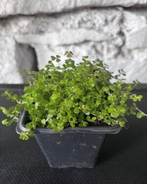 Soleirolia