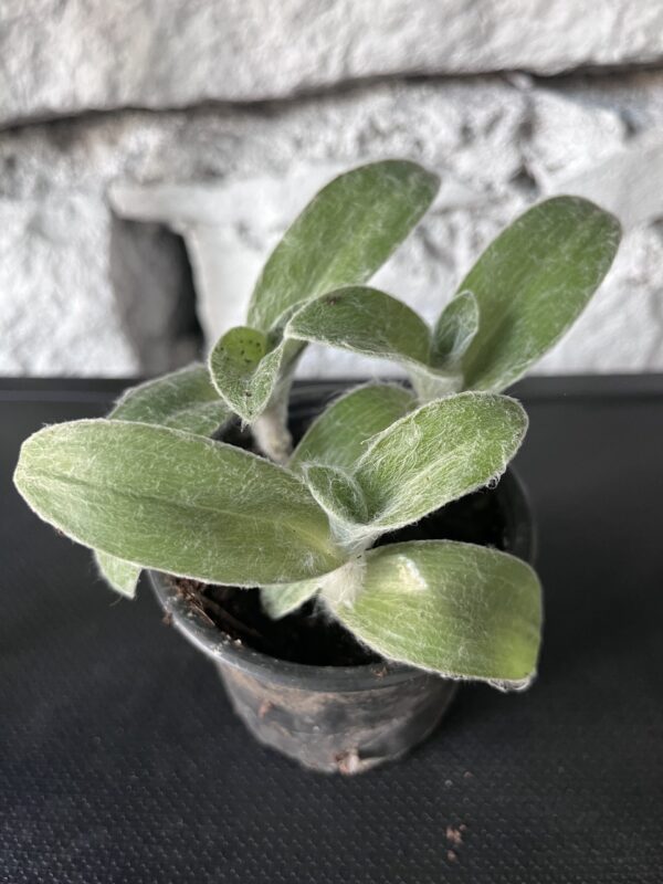 Tradescantia sillamontana