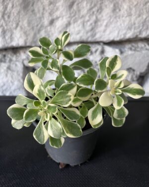 Aichryson x aizoides variegata