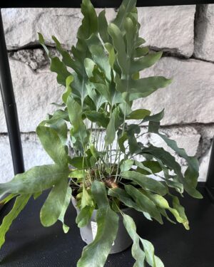 Phlebodium aureum