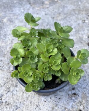 Седум spurium