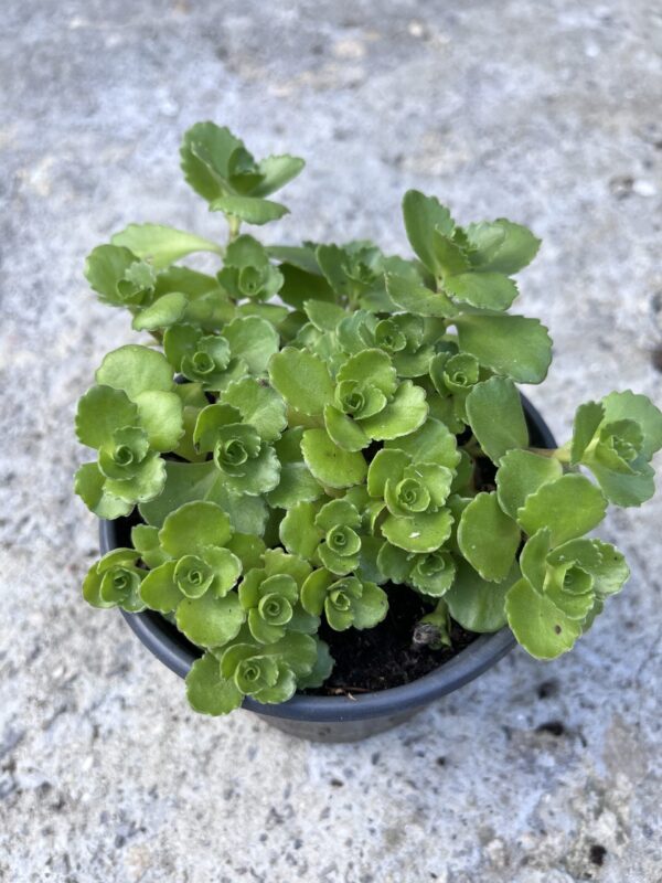 Седум spurium