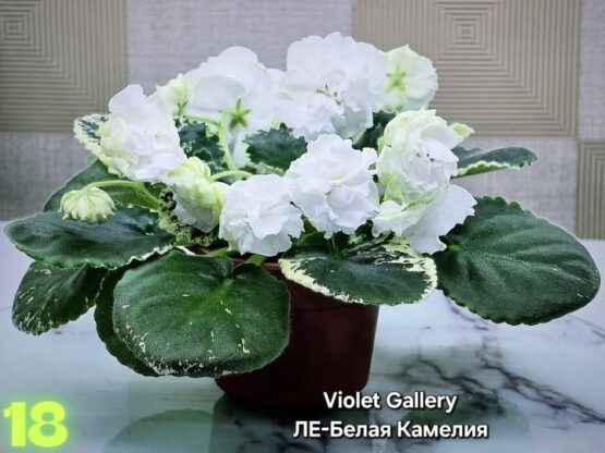 ЛЕ Белая Камелия
