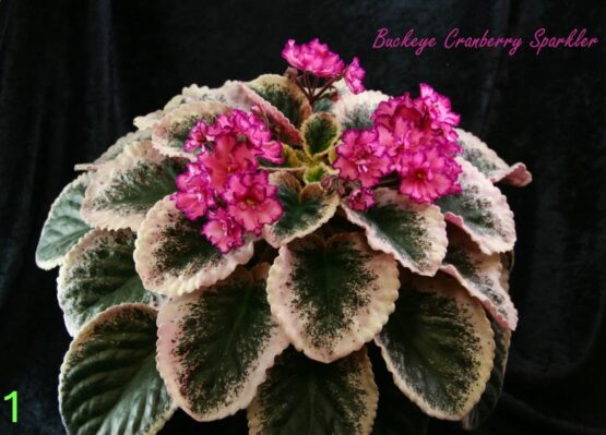 Buckeye cranberry sparkler