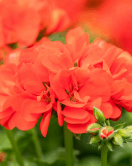 Royal Orange