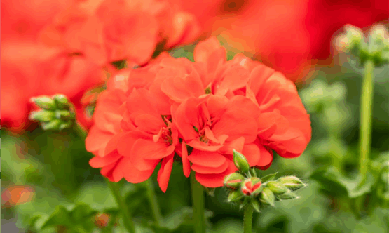 Royal Orange