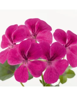 Happy Face Magenta