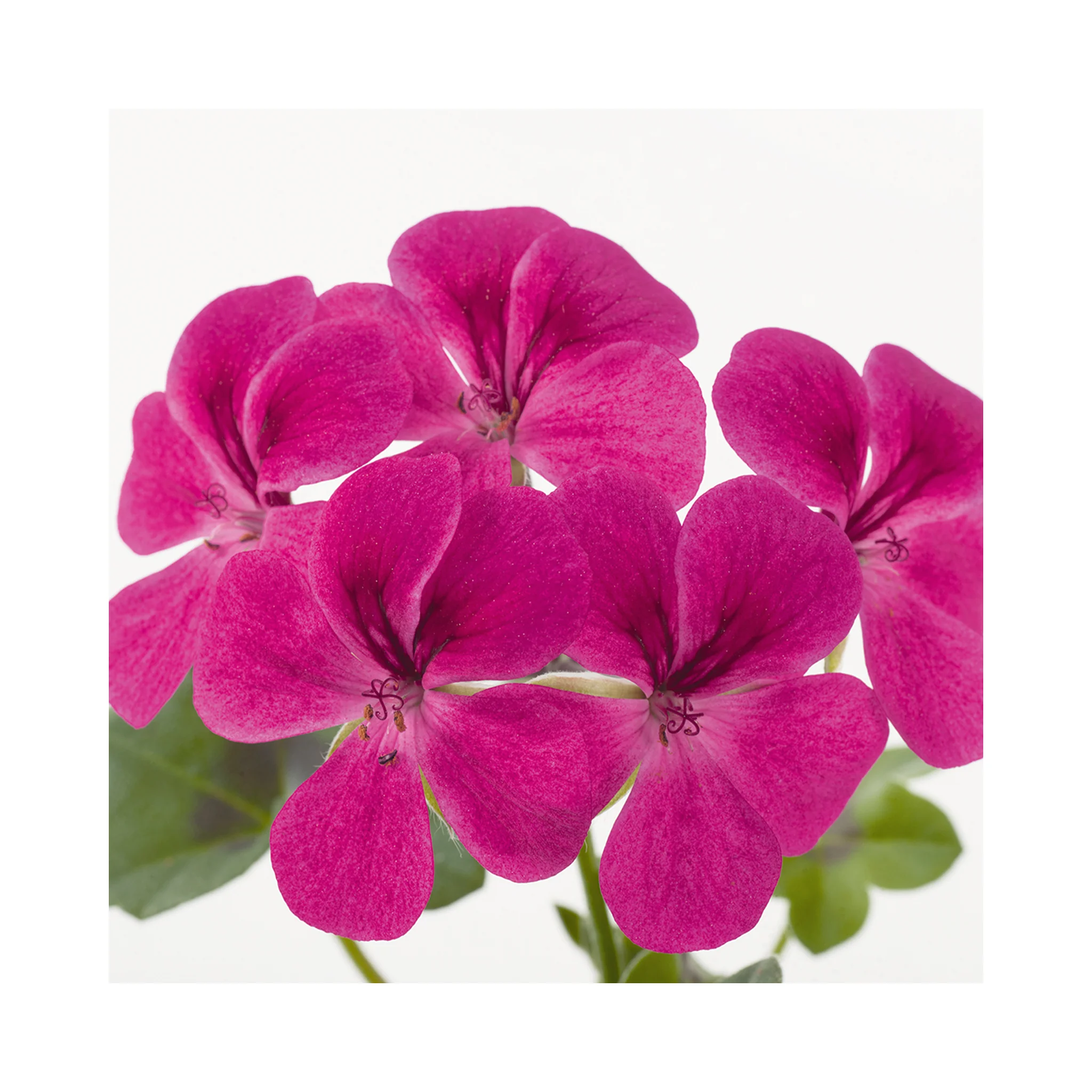 HappyFaceMagenta2