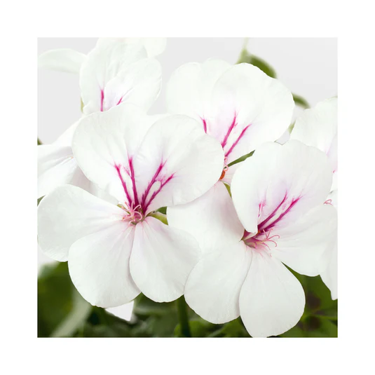 HappyFaceWhite2
