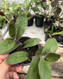 Tradescantia blossfeldiana