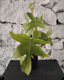 Филодендрон Florida Green