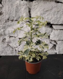 Вариегатна Шефлера