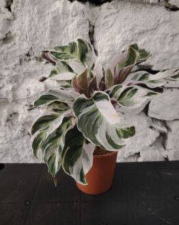 Калатея White Fusion