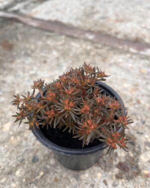viber_image_2026-06-04_12-13-21-151 Sedum Chocolate Ball